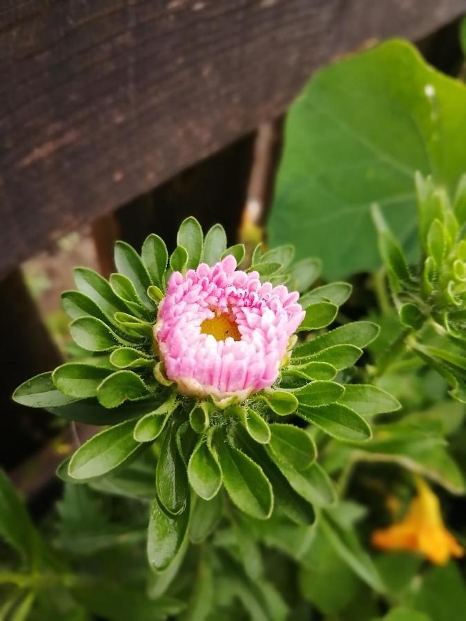 브레싸노네 Saderhof 빌라 외부 사진